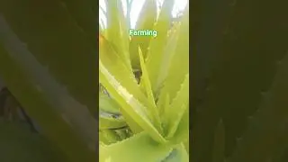 देसी गांवfarming video #farmingshort #shortvideo #viralvideo #shorts #video @NKkumar-f5v #reels
