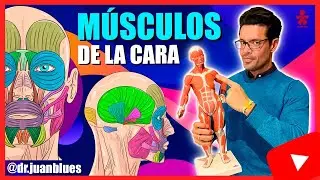 MÚSCULOS DE LA CARA ‼️ #Anatomía
