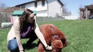 Dog Bite Safety with Jimmy the Dog