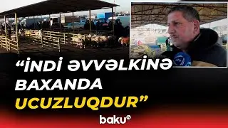 Göyçayda heyvan bazarı fəaliyyətə başladı - Baku TV