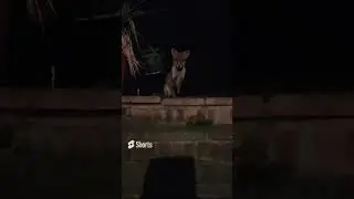 WILD FOX VISIT AT NIGHT🦊🦊GETS REWARDED WITH CHICKEN😂😂HAPPY ENDING
