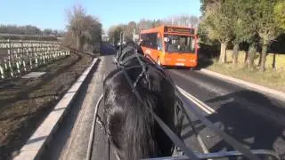 Breaking a shire horse to carriage drive as a single - Roger