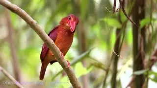 Ruddy Kingfisher, Coron, Palawan