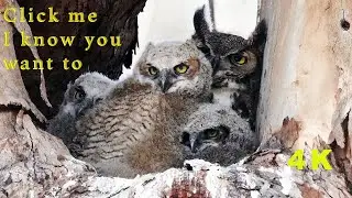 🦉🦉🦉 Cutest  Great Horned Owl Family . Mom with 3 Owlet  Fledgling 4K 🦉🦉🦉