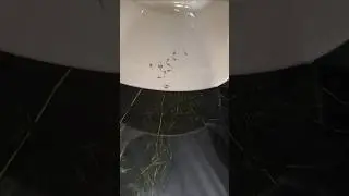 Platinum dumbo ear Guppy fish | Guppy fish fry | How to care for a guppy tamil | Exotic Guppy fry