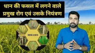 धान में लगने वाले प्रमुख रोग एवं नियंत्रण | Insect and Pest Control in Paddy | Krishi Network