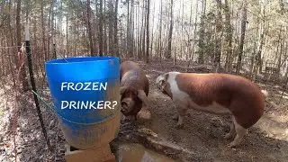 Pig Drinker Freezing Up Try This