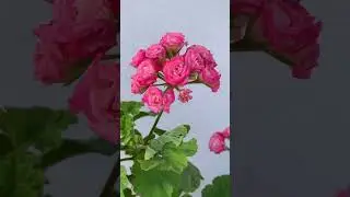 Antique rose geranium 😍😍😍 #plants #indoorplants #plantsforhome #gardening #houseplants #flower