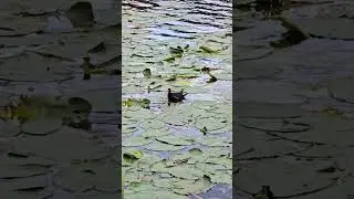 Water Lily Wonder: А Moorhen's Secret Garden 🌿 #Moorhen #WaterBird #WaterLilies #BirdsoftikTok