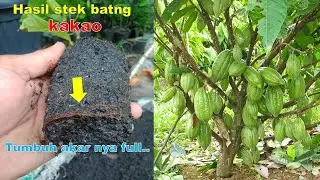 Terbukti stek batang kakao/coklat cepat tumbuh akar dan berbuah