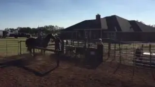 Carson and Doc score calf1 October 26 2016