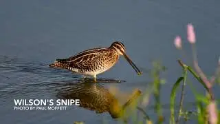 Wetland Birds of Missouri