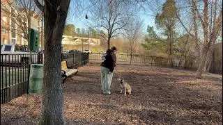 Off lead recall | Puggle dog training | dog obedience school | amazing results | OBKS 