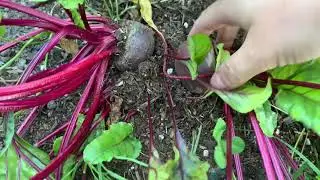 J&J Acres Garden Tour July 18 2020