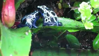 Dendrobates tinctorious Sipaliwini courting