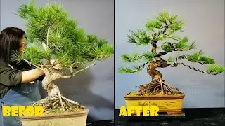 How to bend a bonsai - great bonsai bending skills #177