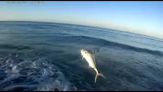 Roosterfish
