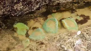 Roads End Beach Sea Anemones - 4k