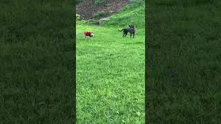 Early morning walk. Early morning zoomies! #adoptdontshop #puppy #doglife