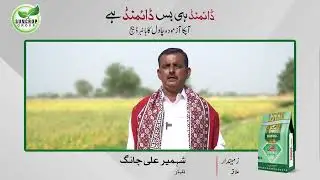 Shahmeer Ali a progressive Rice crop farmer, sharing his views about Diamond Rice Seed | Suncrop