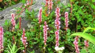 Himalayan Flowers  Valley of Flowers  Chamoli  Uttarakhand