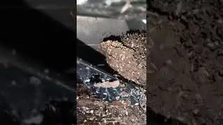 Termite control service in samastipur.contact now 7004049538. #construction #termite #vlog