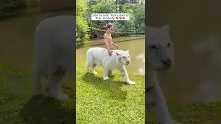 This family adopted a lost white tiger cub and raised him with love