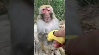 Baby Monkey lyly , Adorable Petty Monkeys, Funny monkey KaKo, Monkey BiBi, Primative monkey #42