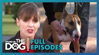 The Mistake This Family Made with Their Bull Terrier | Season 2 Episode 10 | It's Me Or The Dog US