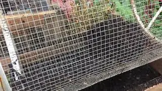 Sifting worm compost with a trommel sifter (2)