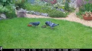 Magpie called in to break up pigeon fight