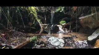 Relaxing Sounds of Flowing Water [Relaxing Music]