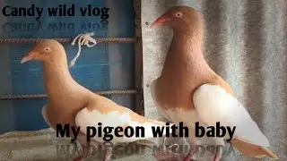 My pigeon collection and water plant😍#pigeon #waterfish #babypigeon #waterplants #fish