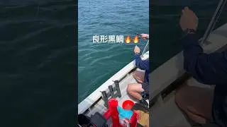 香港良形黑鯛🔥🔥 #釣り #筏釣り #釣魚 #fishing #shorts