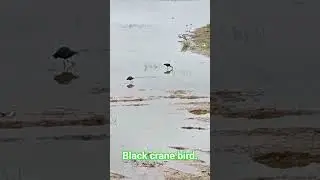 A black crane bird hunting for fishes in the near by lake.