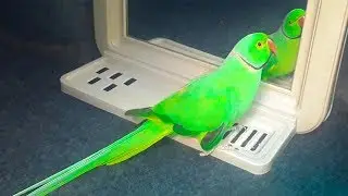 Mitthu In Front Of Mirror Dancing And Talking In Urdu/Hindi