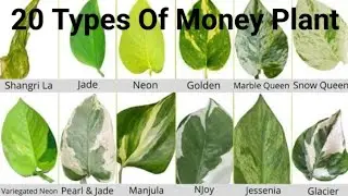 20 Types of Money Plants with Names/Varieties of Pothos/Species of Epipremnum Aureum