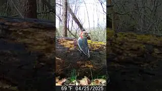 4 Common US Woodpeckers #birds #nature #wildlife