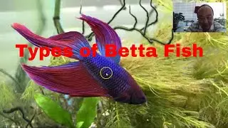 Types of Betta Fish
