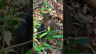 Smart monkey #shortvideo #animals #monkey #usa #video #cartoon #funny #smart #nature