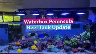 Обновление и тур по аквариуму с соленой водой Waterbox Peninsula