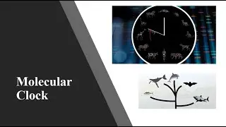 Molecular clock hypothesis