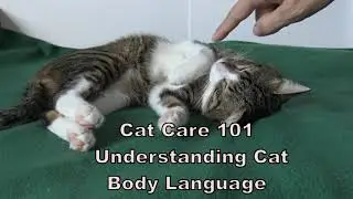 Understanding the Cat Body Language, Cat Care 101