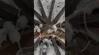 Das Universe 25 Experiment