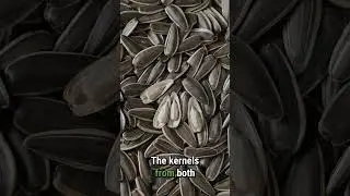Sunflower Seeds in 1 Minute - A Guide for B2B Buyers #sunflowerseed #sunflowerseeds #b2bfood