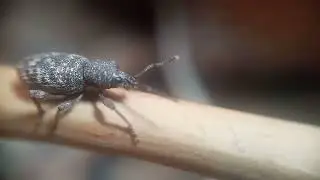 beatle | Otiorhynchus