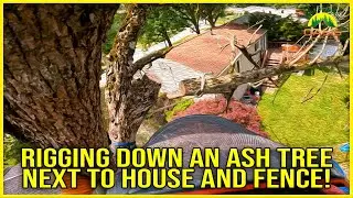 Emerald Ash Borer Aftermath: Safely Removing a Damaged Ash Tree Near House & Fence!