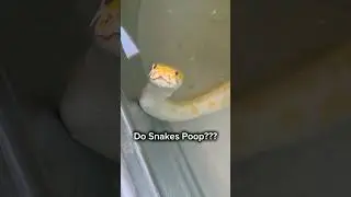 Какают ли змеи??? 🤔🐍#шорты #змея