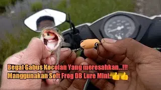 Mini Soft Frog 2,5cm DB Lure Begal Gabus Kocolan