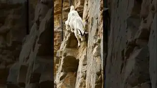 Vertical Mastery: The Agile Goat